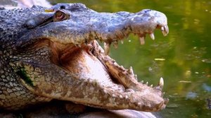 Звуки крокодила | Какие звуки издает крокодил? | Звуки животных