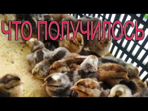 ВЫВОД ЦЫПЛЯТ ИЗ ГЕНОФОНДА | Что получилось?