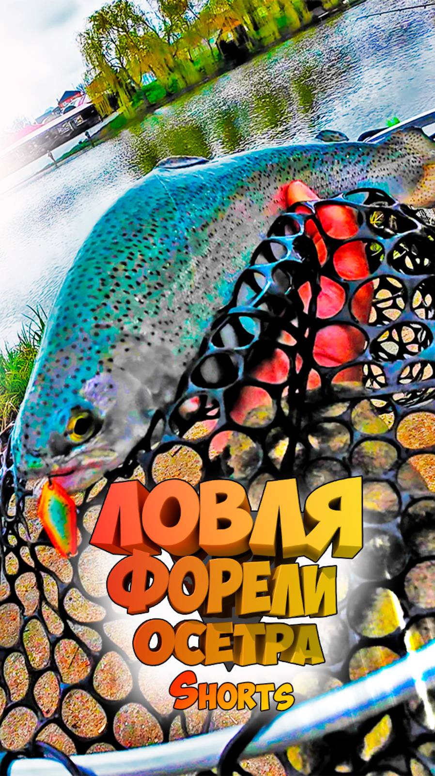 Ловля  форели и осетра! 
#ловляфорели #какловитьфорель #fishing26