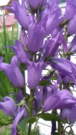 Пчела и колокольчики