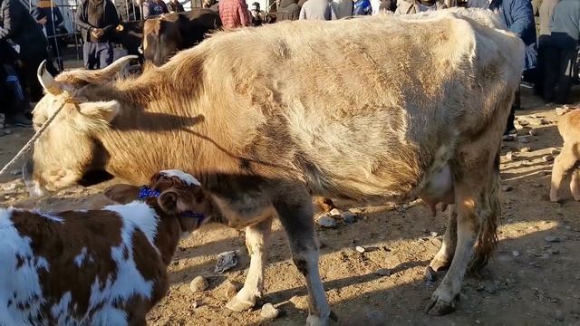 САВДО ШУД 42500 АНА ГОВ ГОВИ ШИРТЕ И БУГОЗ МОЛБОЗОРИ ТУРСУНЗОДА ЧКАЛОВ РЕГАР 18 января 2021 г.