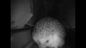 прикол ёжик чихнул