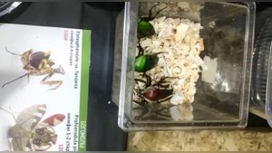 Выставка рептилиум 2022 4 июня