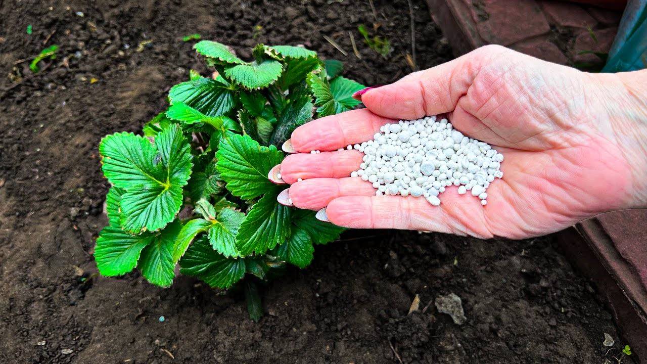 КОГДА И ЧЕМ УДОБРЯТЬ КЛУБНИКУ? Вношу под куст клубники только 1 удобрение весной!