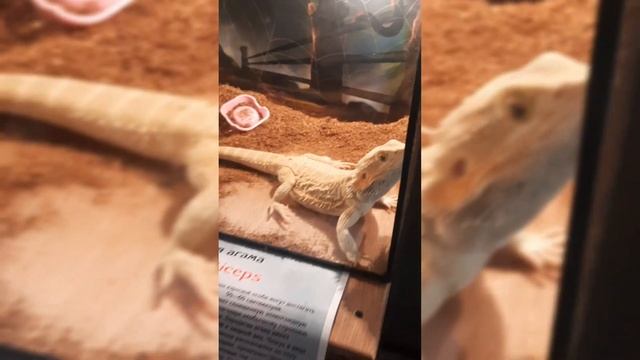 Сходили на выставку пауков 🕷🕸 Остались в восторге! особенно от бананоедов, игуаночек  и хамелеонов