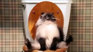Кот срёт и пердит на унитазе.