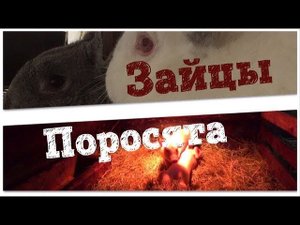НЕТ ВРЕМЕНИ СТОЯТЬ НА МЕСТЕ УВЕЛИЧИВАЕМ ПОГОЛОВЬЕ