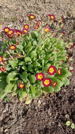 Кустики примулы