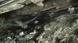 ШЕВРОЛЕ ЛАЧЕТИ РЕМОНТ