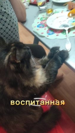 Очень воспитанная кошка! А у вас такая?