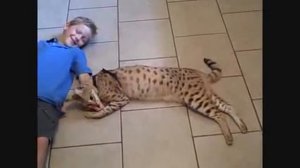 Кошка ашера  с ребёнком  Ashera cat