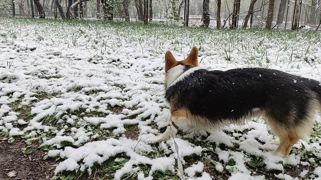 Да, я пес снежный нос гав! Некогда мне мам, я занят, любуюсь снегом