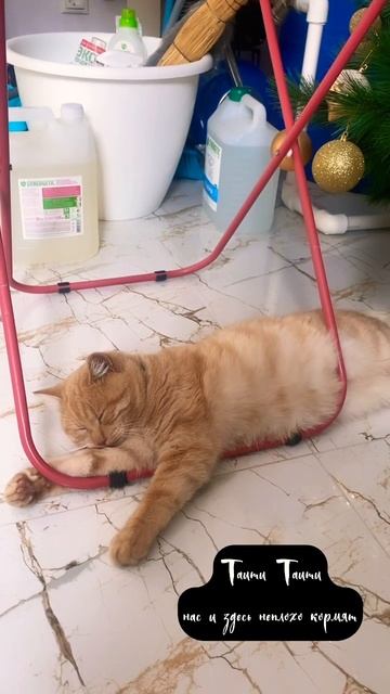 🌴 #кеша #моикоты #моиживотные #зверьёмоё #энергиидня #доброеутро #юмор #смешно #крым #приколы