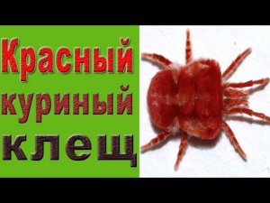 Клещи у кур.  Красный куриный клещ.