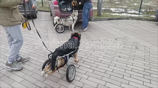 Опытная команда гонщиков.