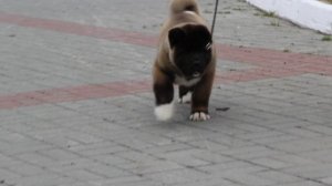 Алиенс Бьюти Ксавр