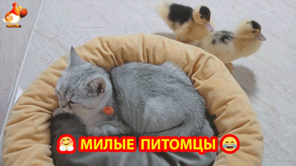 Утята и котята милые пушистые любимцы ❣️🤗😂