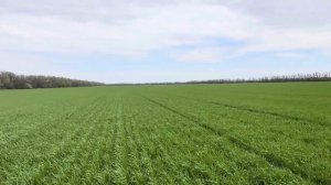 Озимая пшеница Граф.