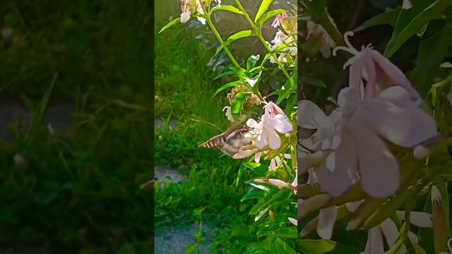 Местная "Колибри" или бабочка Бражник 🦋 #бабочка #butterfly #природнаятерапия #мирвокруг #nature