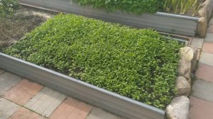 Как правильно сажать ГОРЧИЦУ осенью для удобрения градок.