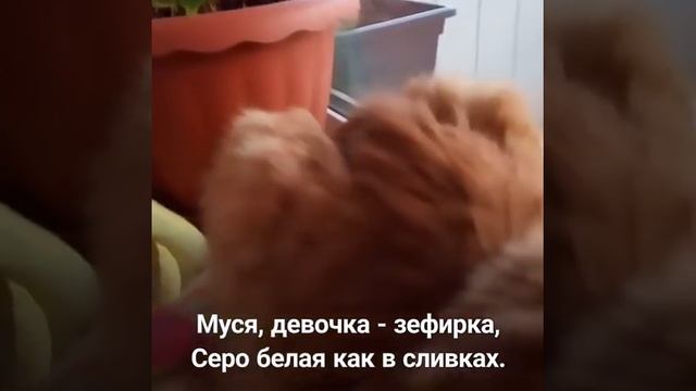 ДРУЖНАЯ КОМПАНИЯ. ПРИКОЛЬНЫЕ КОТЫ. ПРИКОЛЫ С КОТАМИ.