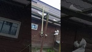 голуби