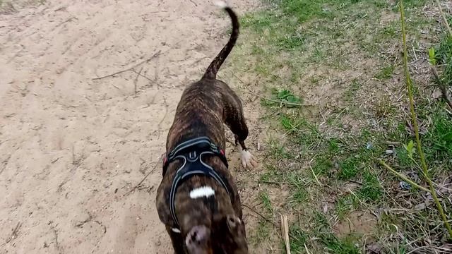 Амстафф 6 месяцев_20250423_ смотреть онлайн