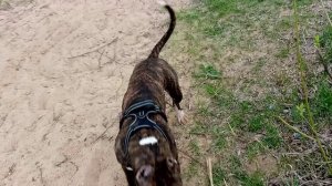 Амстафф 6 месяцев_20250423_