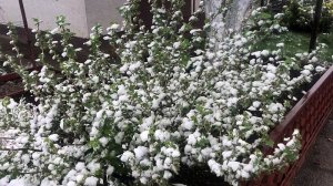ГУБИТЕЛЬНАЯ температура для садовых растений ПРИ ЗАМОРОЗКАХ ВЕСНОЙ.