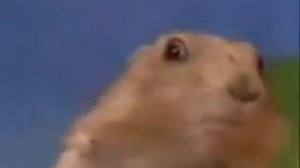 Самое смешное 5 секундное видео вконтакте