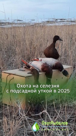 Охота на селезня с подсадной уткой в 2025: сроки, правила. Обзор Николая Середы / Охотрыболовконсалт