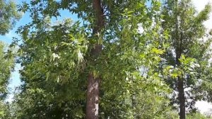 жд парк им. Ленина в Оренбурге  видео Виктор Поживин