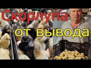 Состояние скорлупы после вывода цыплят | Что расскажет об инкубации?