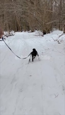 Ягд терьер Тосенька в коляске Animal mobile