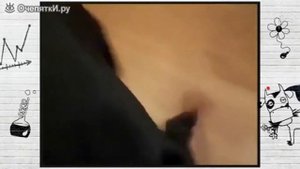 Собака собирается на дачу.