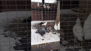 Голуби Сергея Александрова (Санкт-Петербург) Андижанские голуби, узбекские бойные голуби