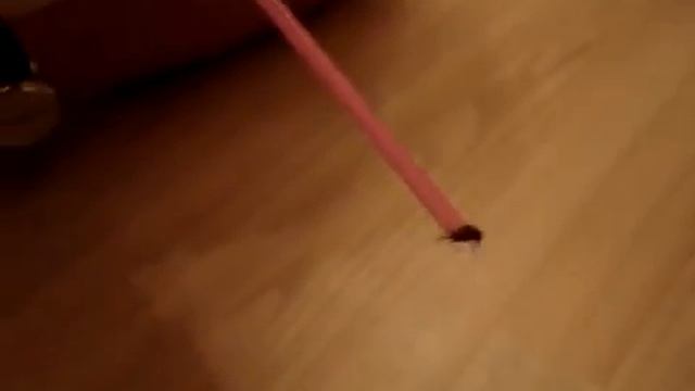 Сейчас будет сосаться муха! (Новое!)