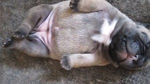 Щенки французского бульдога. Французский бульдог приколы