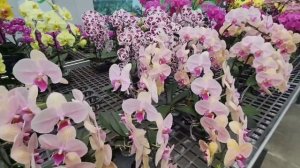 ЭКСКЛЮЗИВНОЕ ВИДЕО📌 ВОЛШЕБНОЕ ЦВЕТЕНИЕ ОРХИДЕЙ в Теплице ТАЙВАНЯ