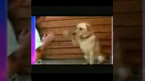 Обезьяны танцуют