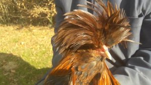 куры Падуан золотой