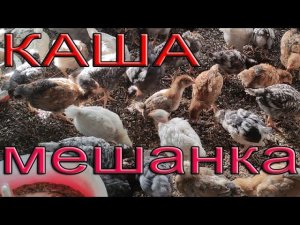 Каша мешанка для цыплят | Что можно давать? Ноухау поилок.