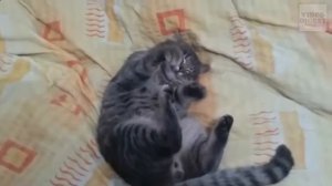 Приколы над кошками#11 | Видео приколы про котов 2017