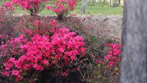 парк Галицкого в конце апреля 🌷