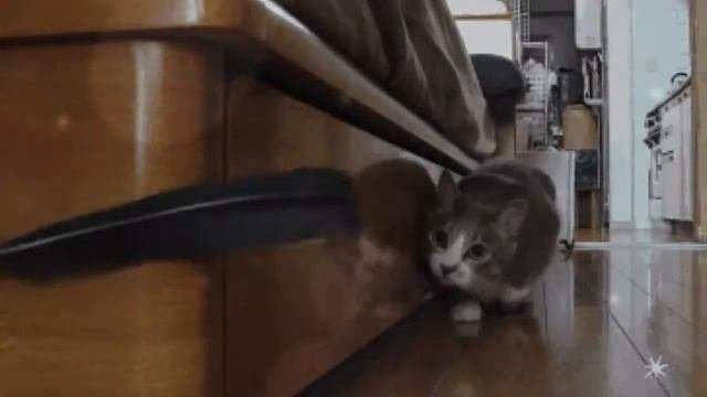 смешные коты