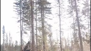 По просьбе некоторых диванных специалистов возмещаем причинённый природе ущерб 😁 #siberia #logger