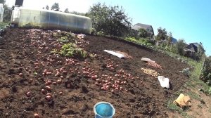 Урожай картошки 2016 год