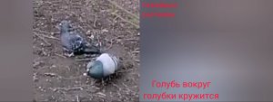 Голубь вокруг голубки кружится.