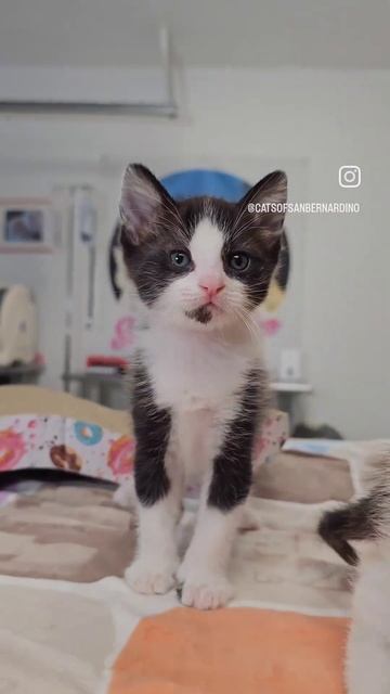 Look at how big Olivia and Benson are! смотреть онлайн