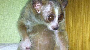 Он показывал писюн